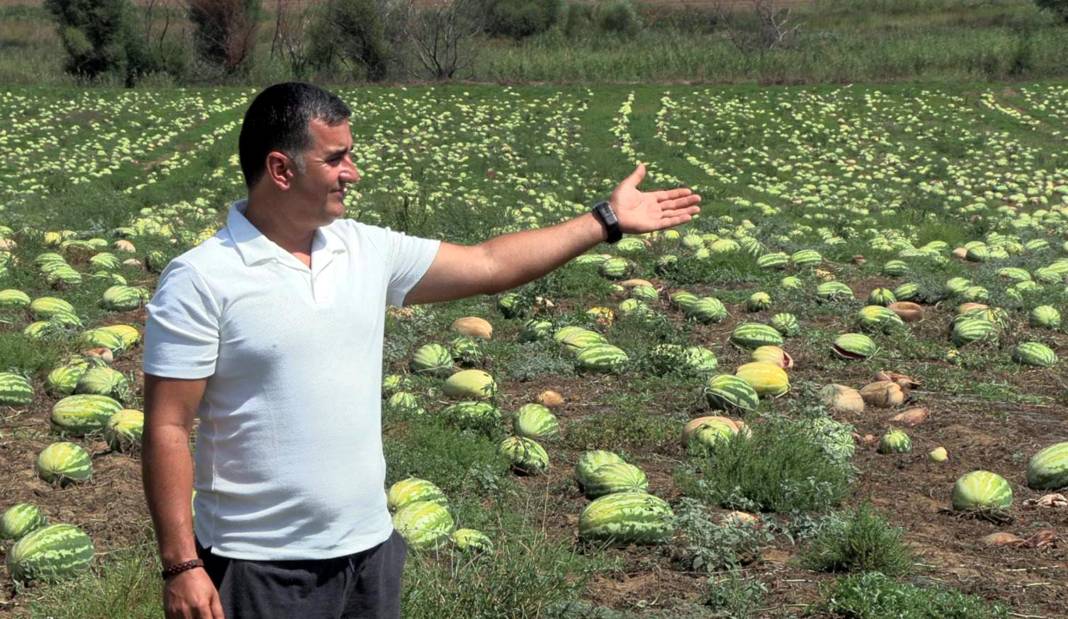 Dolu karpuzları çatlattı: Sağlam kalan ürün de toplama maliyetinden dolayı tarlada kaldı 6